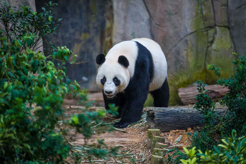 do-giant-pandas-belong-to-the-bears-or-the-raccoons-cue-media