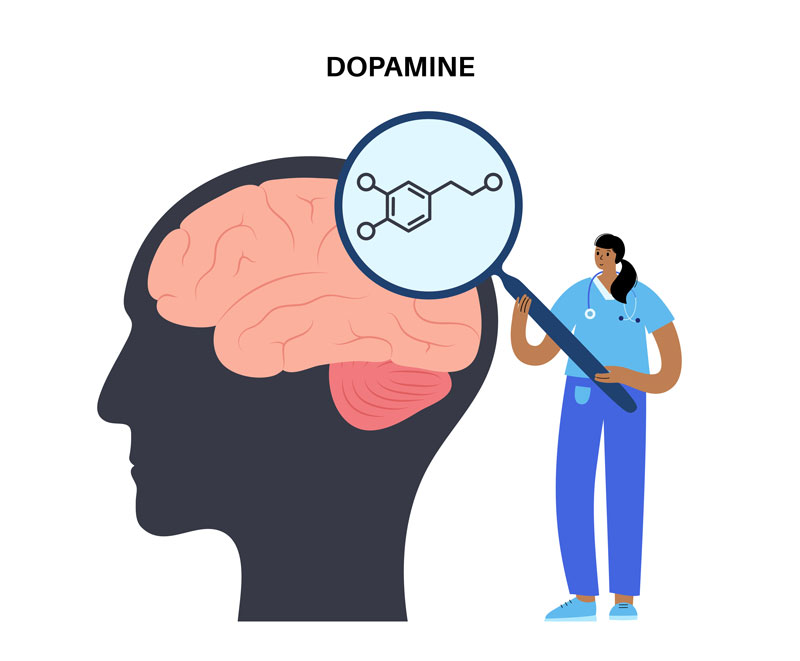 A Look at the Role of Dopamine and Its Effects