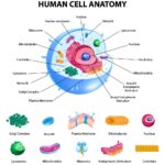 How did one cell create us all?