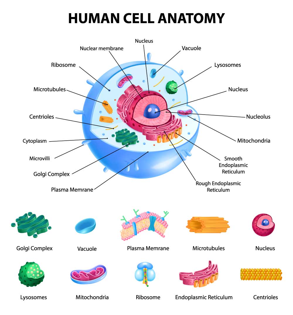 How did one cell create us all?